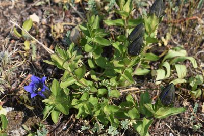 Gentiana parryi, photographed by John Powers