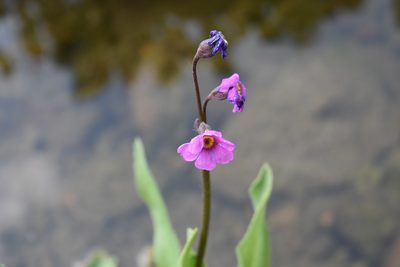 Primula parryi, photographed by John Powers