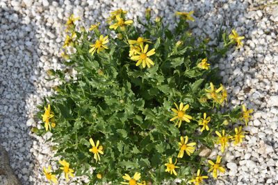 Senecio fremontii, photographed by John Powers