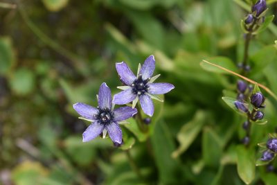 Swertia perennis, photographed by John Powers