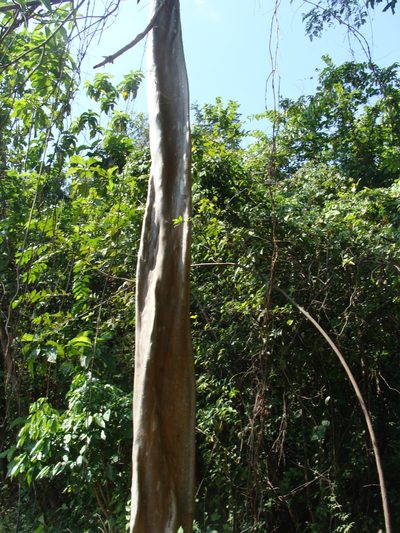 Terminalia oblonga, photographed by Alexis López Hernández