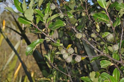 Pittosporum colensoi, photographed by Pieter Pelser