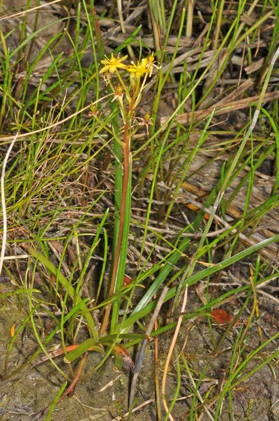 Bulbinella modesta, photographed by Pieter Pelser