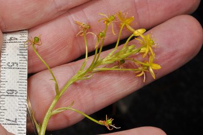 Bulbinella modesta, photographed by Pieter Pelser