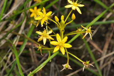 Bulbinella modesta, photographed by Pieter Pelser