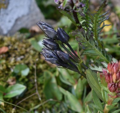 Swertia perennis, photographed by John Powers