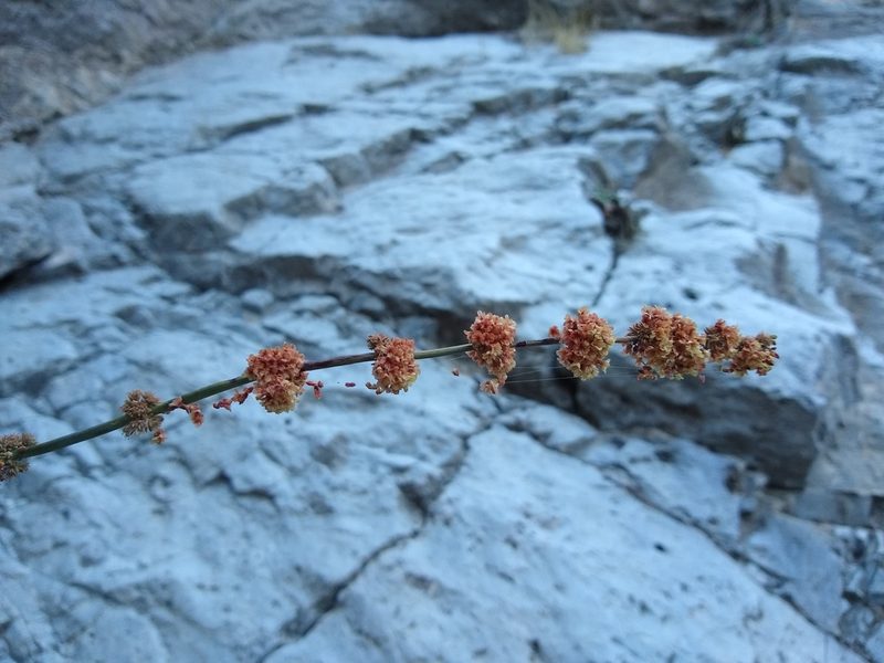 Eriogonum intrafractum, photographed by Quinn Shemet