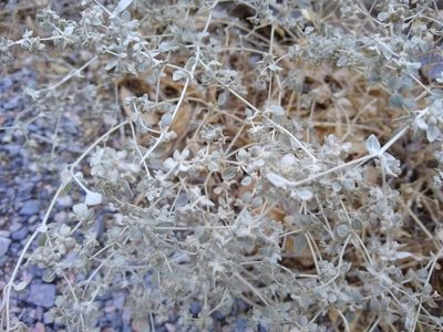 Tidestromia suffruticosa, photographed by Quinn Shemet