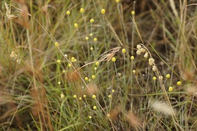 Calocephalus citreus, photographed by Rod Lowther