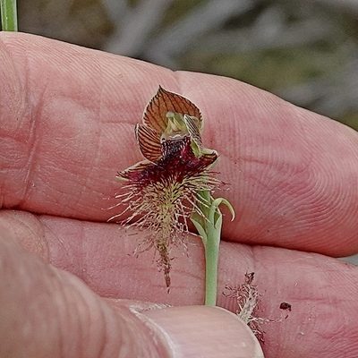 Calochilus therophilus, photographed by Max Campbell