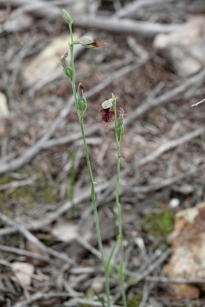 Calochilus therophilus, photographed by Max Campbell