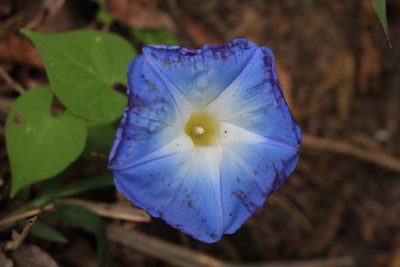 Ipomoea tricolor, photographed by Jake Rehage