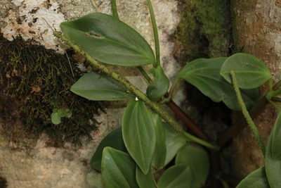 Peperomia san-joseana, photographed by Jake Rehage