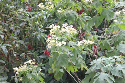 Montanoa hibiscifolia, photographed by Jake Rehage