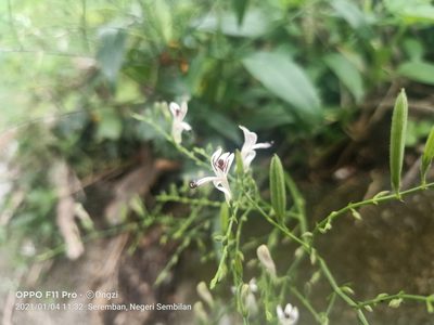 Andrographis paniculata, photographed by Ong Jyh Seng