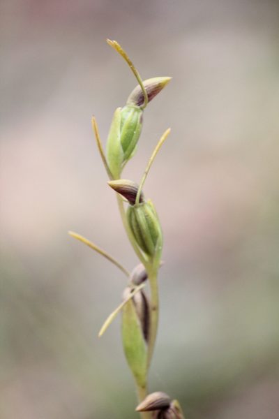 Orthoceras strictum, photographed by mitchell holliday