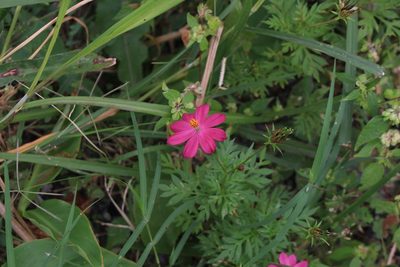 Cosmos caudatus, photographed by Jake Rehage