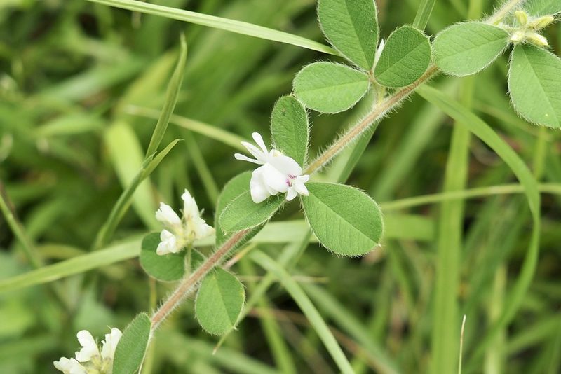 Lespedeza pilosa, photographed by りなべる