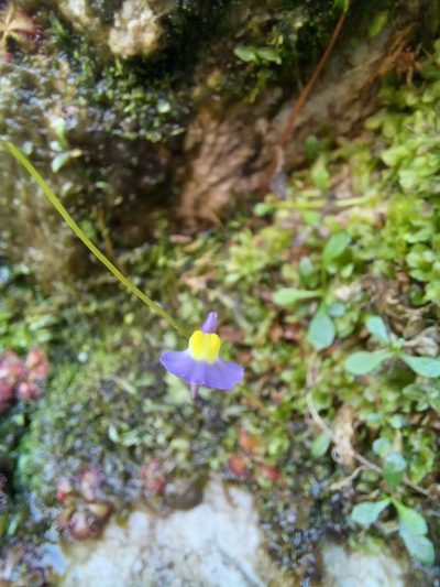 Utricularia welwitschii, photographed by kevin koen