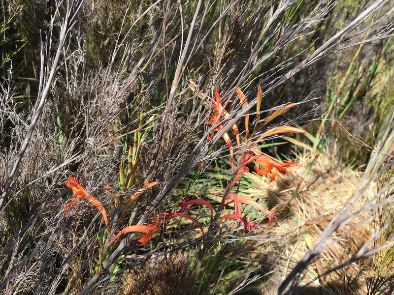 Watsonia stokoei, photographed by Caroline Voget
