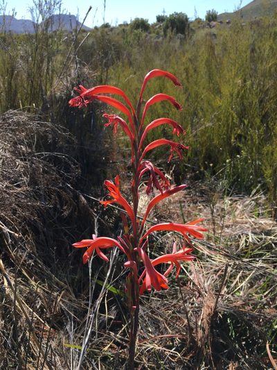 Watsonia stokoei, photographed by Caroline Voget