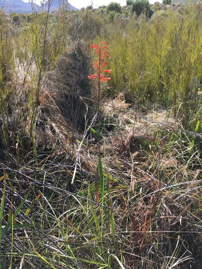 Watsonia stokoei, photographed by Caroline Voget