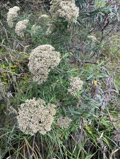 Ozothamnus ferrugineus, photographed by Andrew Allen