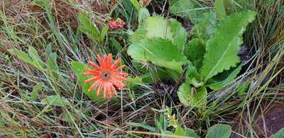 Gerbera aurantiaca, photographed by Suvarna Parbhoo Mohan