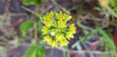 Xysmalobium tysonianum, photographed by Suvarna Parbhoo Mohan