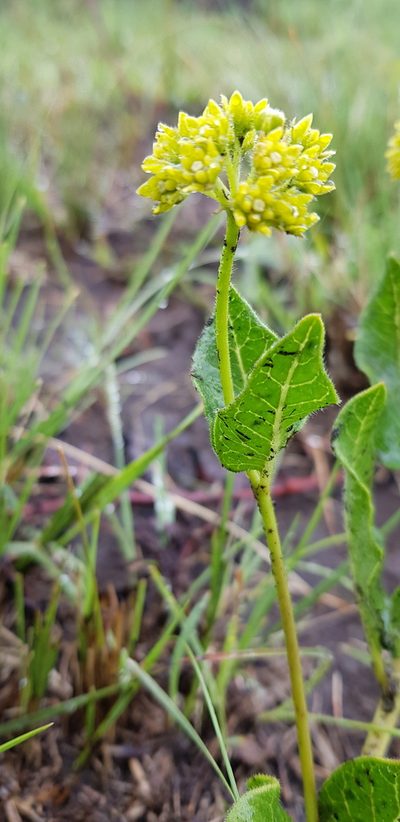 Xysmalobium tysonianum, photographed by Suvarna Parbhoo Mohan