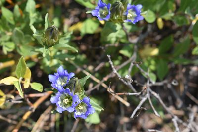 Gentiana parryi, photographed by John Powers