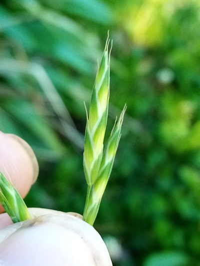 Bromus cebadilla, photographed by Joe Potter Butler