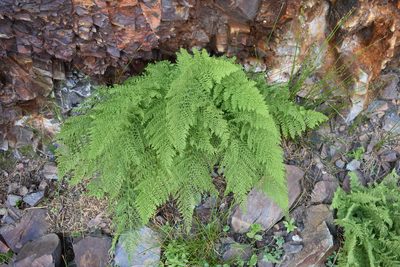 Athyrium americanum, photographed by John Powers