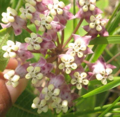 Asclepias albens, photographed by Suvarna Parbhoo Mohan