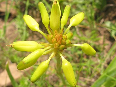Aloe linearifolia, photographed by Suvarna Parbhoo Mohan