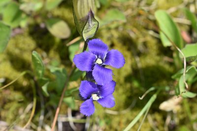 Gentianopsis thermalis, photographed by John Powers