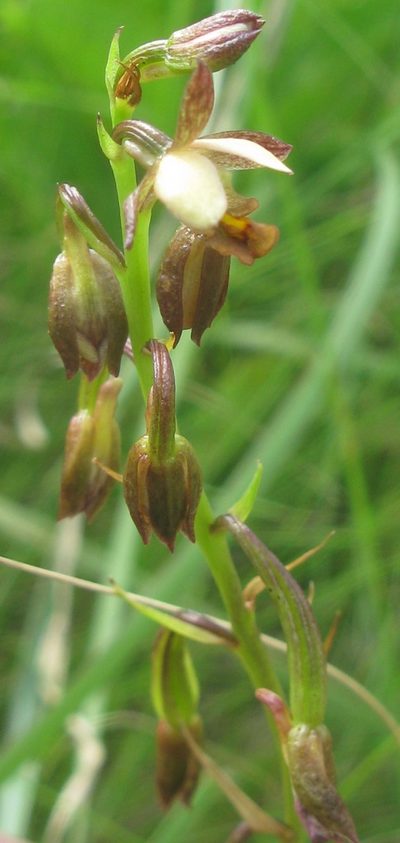 Eulophia tenella, photographed by Suvarna Parbhoo Mohan