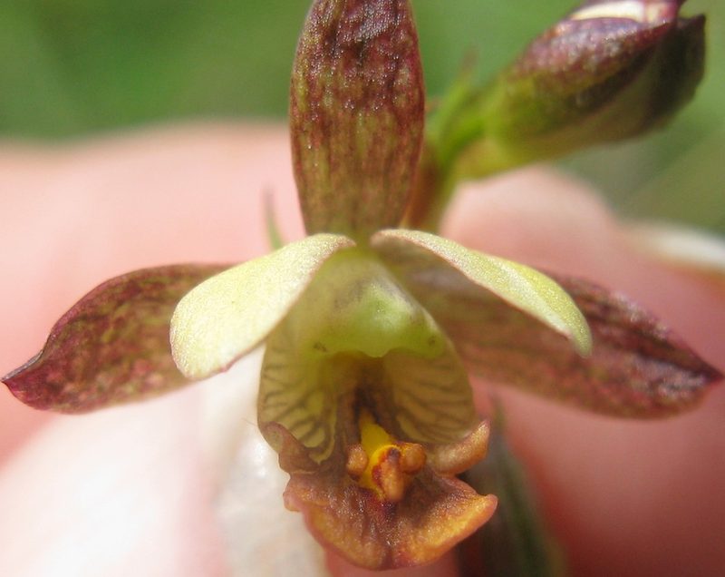 Eulophia tenella, photographed by Suvarna Parbhoo Mohan