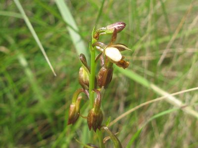 Eulophia tenella, photographed by Suvarna Parbhoo Mohan