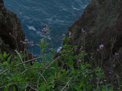 Lavandula rotundifolia, photographed by Yves Bas