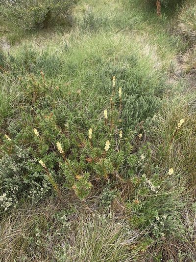 Dracophyllum continentis, photographed by Geoff Shuetrim