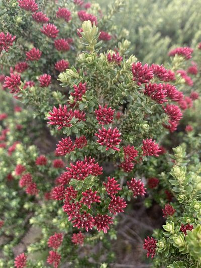 Ozothamnus alpinus, photographed by Geoff Shuetrim