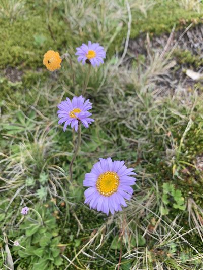 Brachyscome spathulata, photographed by Geoff Shuetrim