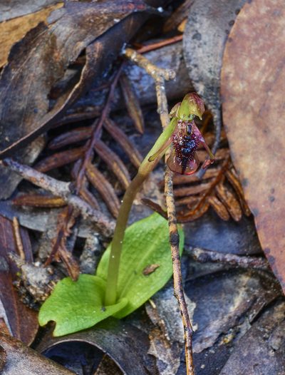 Chiloglottis reflexa, photographed by Brendan Costello