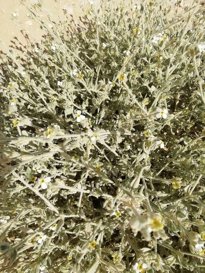 Morettia parviflora, photographed by ajott