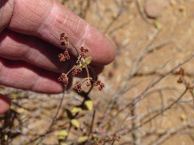 Crassula subaphylla, photographed by Shaun Swanepoel