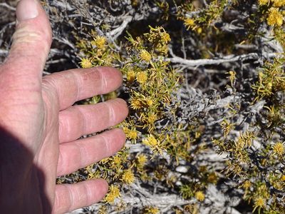 Pteronia pallens, photographed by Shaun Swanepoel