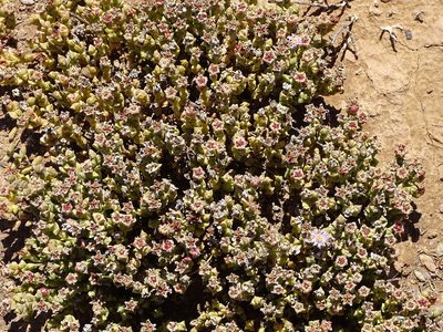 Ruschia approximata, photographed by Shaun Swanepoel