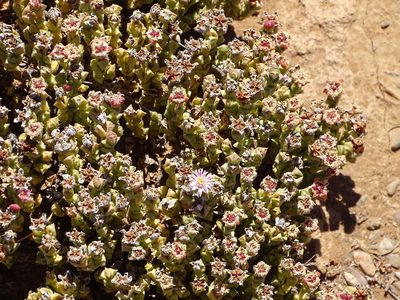 Ruschia approximata, photographed by Shaun Swanepoel