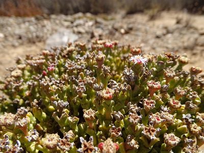 Ruschia approximata, photographed by Shaun Swanepoel